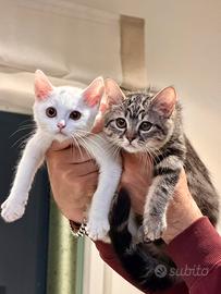 Gattini British Short Hair