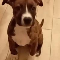 Pittbull maschio tigrato