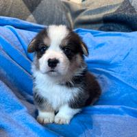 Welsh corgi pembroke