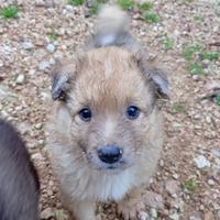 Cucciola di Cane da Pastore della Lessinia