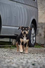 Cuccioli di Pit Bull con pedigree fino a 12 rate