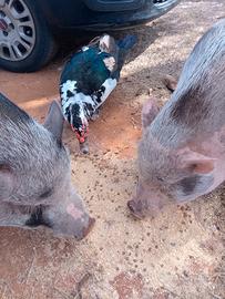 Minipig