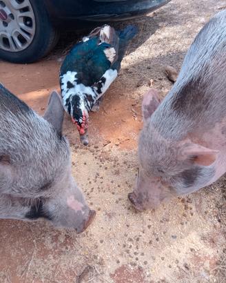 Minipig