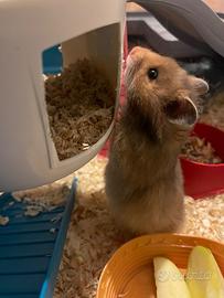 Cuccioli di criceto