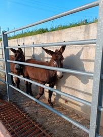 Asini ragusani maschi