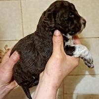 Cuccioli Lagotto romagnolo