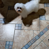 Cucciolo maltese di 10 mesi