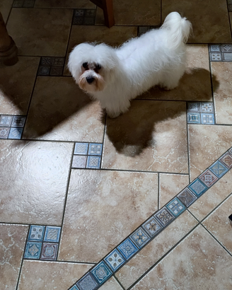Cucciolo maltese di 10 mesi