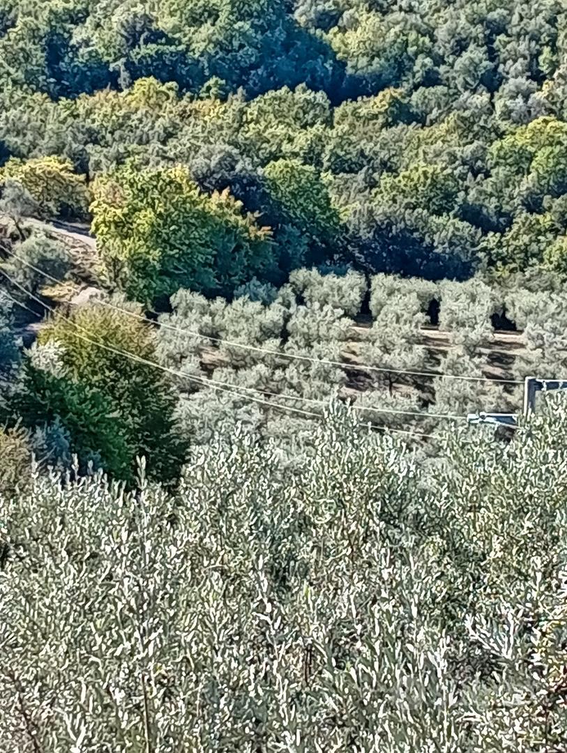 Terreno Uliveto - Vista 4