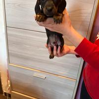 Cuccioli di bassotto nero focato