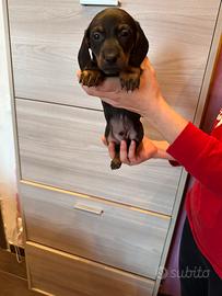 Cuccioli di bassotto nero focato