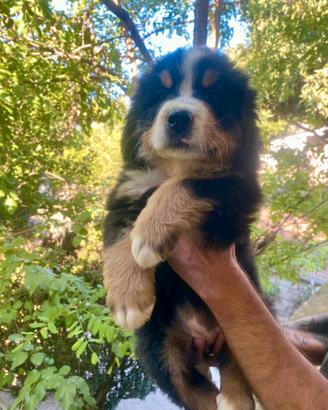 Bovaro del bernese