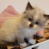 Gattine siberiane neva