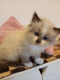 Gattine siberiane neva