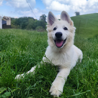 Cucciola di pastore svizzero