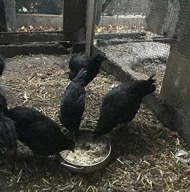 Polli Ayam Cemani