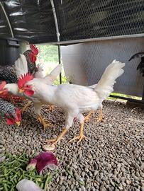 Gallo livornese