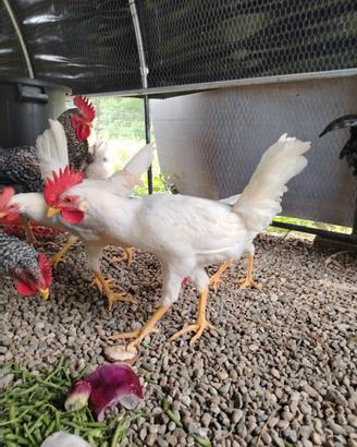 Gallo livornese