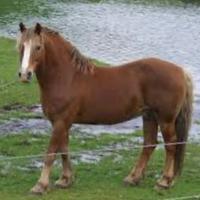 Cavallo poni