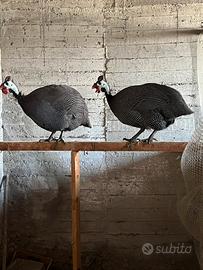 Galline faraona