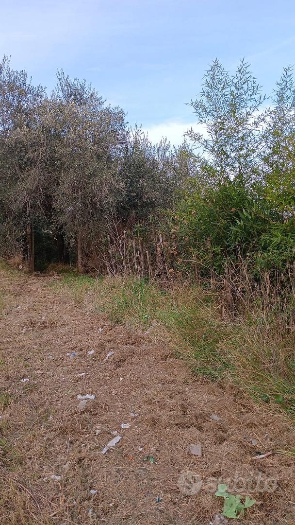 TERRENO AGRICOLO Piante di ulivo - Vista 6