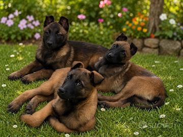 Cucciole pastore belga Malinois