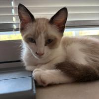 Gattina 1 mese e mezzo