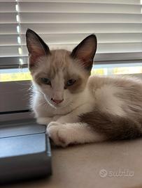 Gattina 1 mese e mezzo