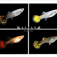 Pesci guppy ed endler