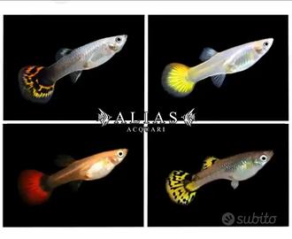 Pesci guppy ed endler
