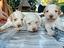 Immagine 4