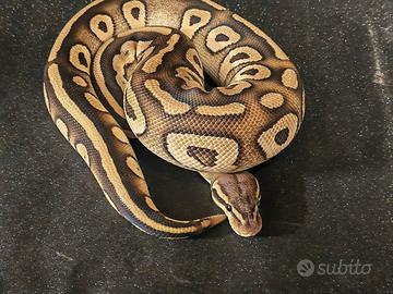 Coppia pitone reale