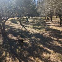 Terreno e abitazione a Monte Covello - Girifalco