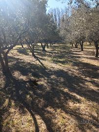 Terreno e abitazione a Monte Covello - Girifalco