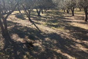 Terreno e abitazione a Monte Covello - Girifalco