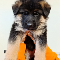 Cucciola femmina pastore tedesco