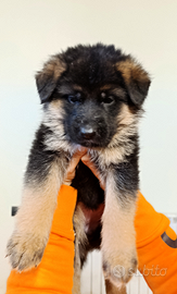 Cucciola femmina pastore tedesco