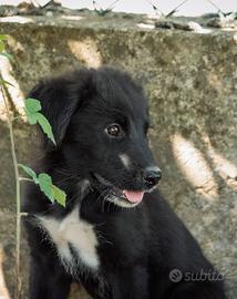 cuccioli due mesi Maschi femmine mix golden 