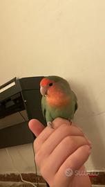 Inseparabile femmina allevato a mano