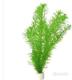 pianta acquario egeria densa