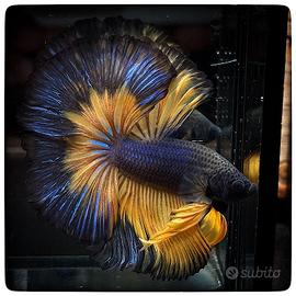Betta Splendens Halfmoon Mustard Gas