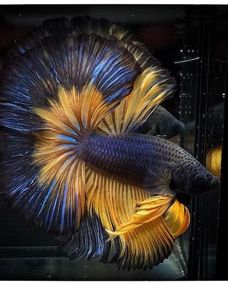 Betta Splendens Halfmoon Mustard Gas