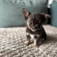 Chihuahua Maschio mini blu tan pedigree