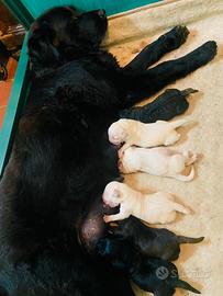 Cuccioli Labrador Retriever (da fine Luglio 2026)