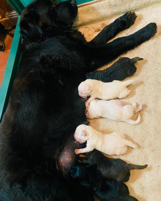 Cuccioli Labrador Retriever (da fine Luglio 2026)