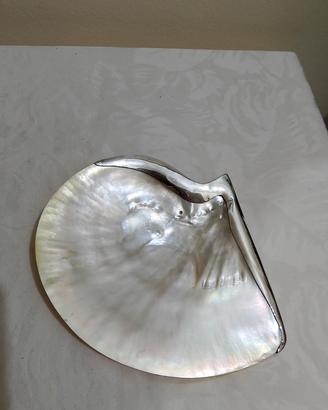 Conchiglia di madreperla con argento!!