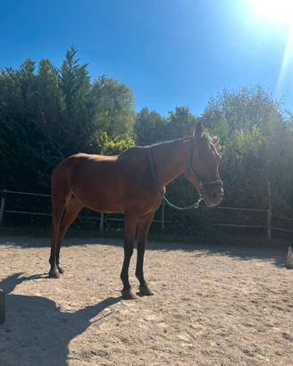 Cavalla di 9 anni