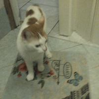 Amanti degli animali