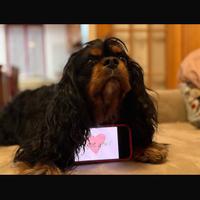 Cavalier king per cucciolate