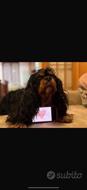 Cavalier king per cucciolate